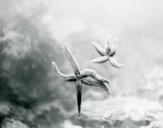 Two Starfish, on the Aquarium Glass, Showing Their Undersides at London Zoo in March 1925