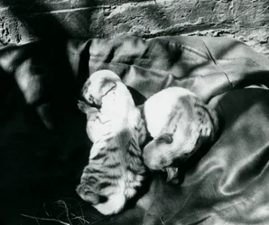 Two Striped Hyena Cubs at London Zoo