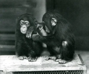 Two young Chimpanzees sitting on a wooden crate, London Zoo, 1924