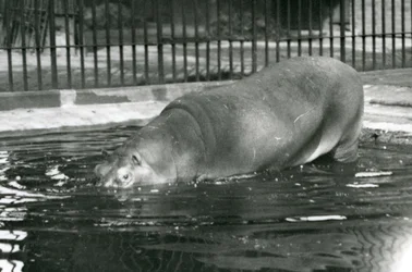 Young Hippopotamus Bobbie Entering His Pool at London Zoo in August 1927