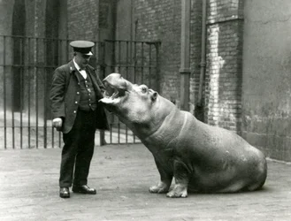 Young Hippopotamus Bobbie sitting for keeper Ernie Bowman, London Zoo, July 1923