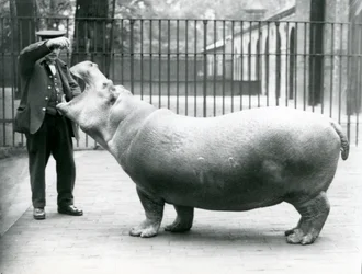 Young Hippopotamus Bobbie with keeper Ernie Bowman, London Zoo, July 1923
