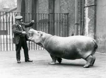 Young Hippopotamus Bobbie with keeper Ernie Bowman, London Zoo, July 1923