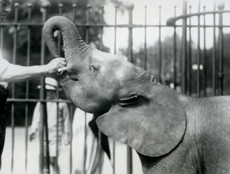 Young female African Pygmy Elephant Oojah being given a treat, London Zoo, July 1925