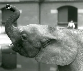 Young female African Pygmy Elephant Oojah raising her trunk at London Zoo, August 1925