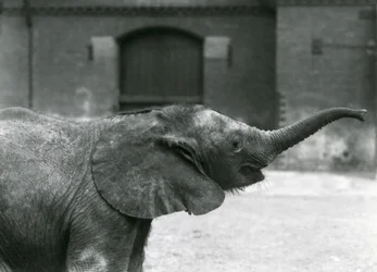 Young female African Pygmy Elephant Oojah raising her trunk for a treat at London Zoo, July 1925