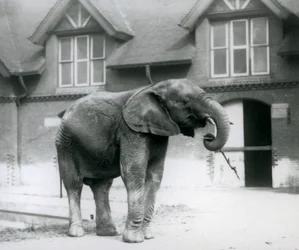 Young male African Elephant Kiberenge standing in front of the Elephant House, London Zoo