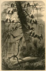 Waiting for Decomposition, 1872