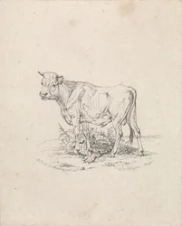 Bull