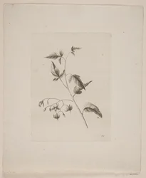 Flower Motif