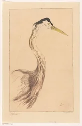 Heron