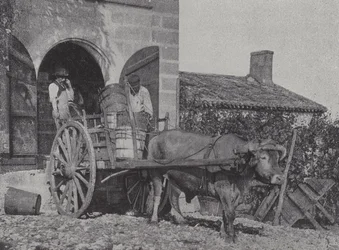 Transporting Harvested Grapes by Ox Cart