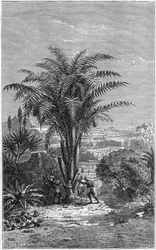 A Gagouier from Guinee is a palm tree of the tribe of the calamees. It is indispensable to life because it gives Africans bread and wine. Engraving in 