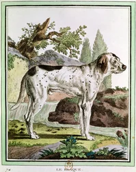 A Pointer, illustration from Histoire Naturelle by Georges Louis Leclerc, Count of Buffon