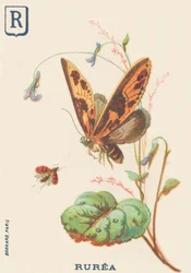 Rurea