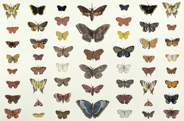 A Collage of Butterflies and Moths Including the Camberwell Beauty, the British Swallowtail, the Scarce Swallowtail, the Peacock and the Small Tortoiseshell, c.1830