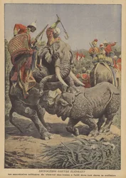 A rhinoceros attacking an elephant in India
