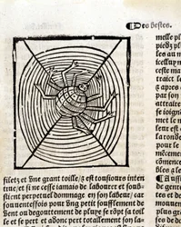 A Spider in His Web in 