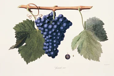 Ampelography, Grape Grenache Cotes du Rhone