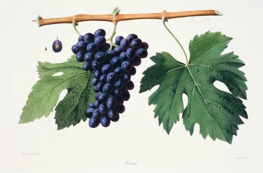 Ampelography, Grape Poulsard Jura