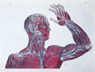 Anatomy of the human head and arm, from a book on anatomy by Francesco Antommarchi (engraved by Mascagni, c.1820)