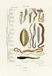 Annelids