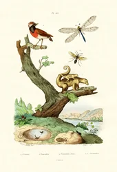 Ants