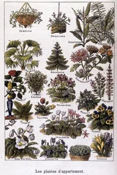 Apartment Plants, 02/02/1901