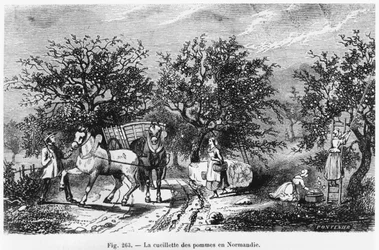 Apple Picking in Normandy