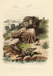 Babylon turrid, Turris babylonia, sea snail, Raphitoma echinata and kitten