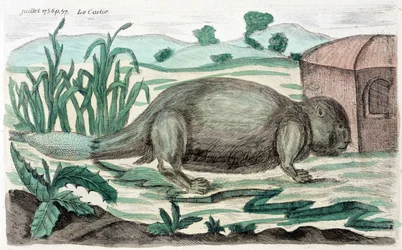 Beaver. Illustration by M. Toussaint in 