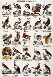 Bird Alphabet