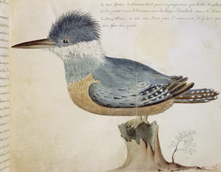 Bird, Close to the Jay of France, near the Strait of Magellan