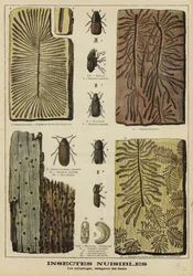 Boring insects harmful to forests