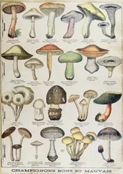 Botanical plate depicting 