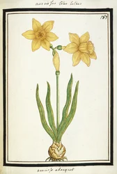 Bouquet Narcissus, c.1700