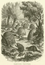 Beaver village