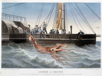 Bouyer Squid - in “The World of the Sea” by Alfred Fredol, Hachette, Paris