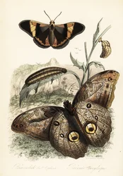Brassolis sophorae butterfly, pupa and larva caterpillar