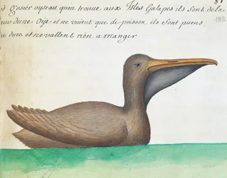 Brown Pelican (Pelecanus occidentalis), Galapagos Islands, Watercolour from Log Book