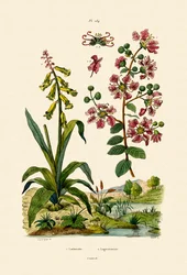 Cape Cowslip