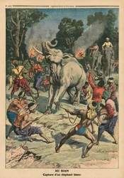 Catching a White Elephant in Siam, illustration from 