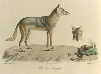 Jackal of Senegal, from Histoire Naturelle des Mammifères