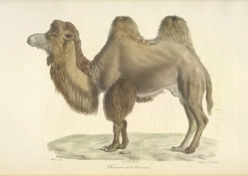 Bactrian Camel, from Histoire Naturelle des Mammifères