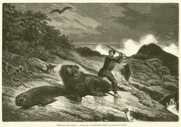 Sea lion hunting