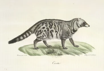 Civet, from 