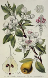 Common Pear