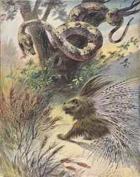 Confrontation Between a Snake and a Porcupine