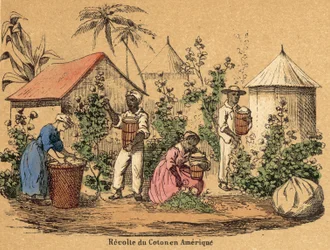 Cotton