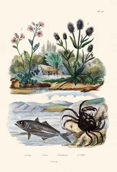 Crab